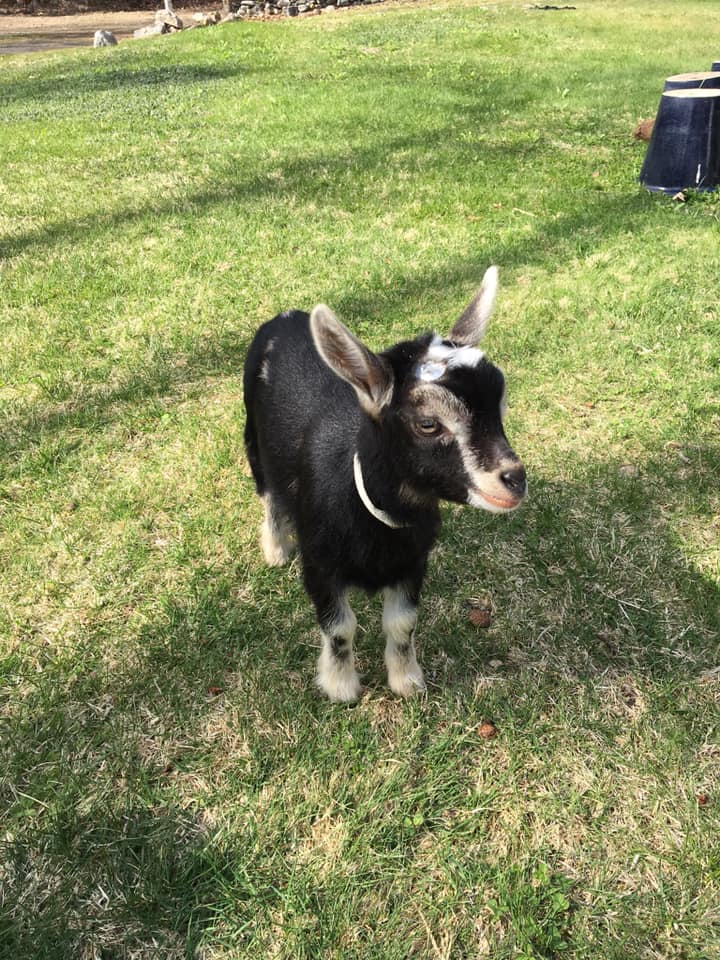 Gift Box with 3 Bars